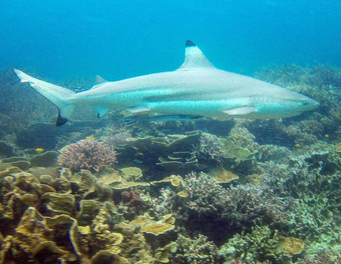 Go Deeper Tioman Ξενοδοχείο Εξωτερικό φωτογραφία