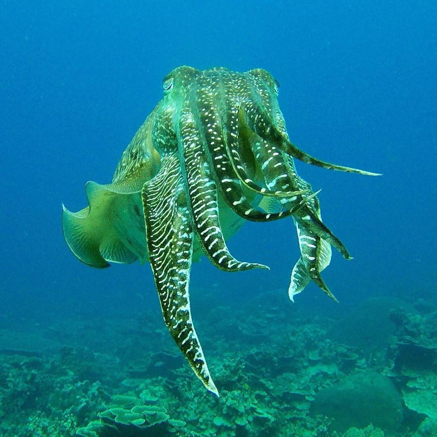 Go Deeper Tioman Ξενοδοχείο Εξωτερικό φωτογραφία